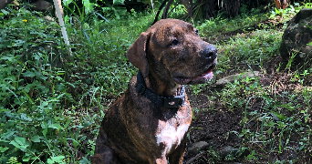 elodie pet sitter à FISMES 51170_4