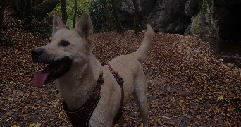 louane pet sitter à LE PUY EN VELAY 43000_5