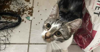 solal cat sitter à BRY SUR MARNE 94360_3