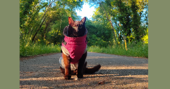 klarisse pet sitter à LORIENT 56100_14
