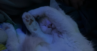 louna pet sitter à DUNKERQUE 59640_0