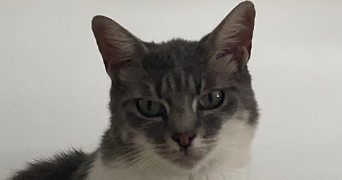 severine pet sitter à LACHAPELLE ST PIERRE 60730_0