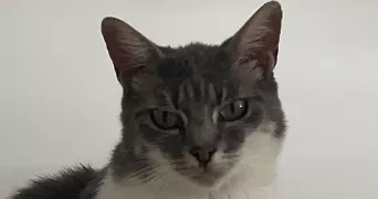 severine pet sitter à LACHAPELLE ST PIERRE 60730
