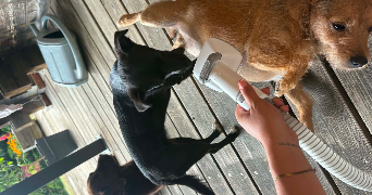 margaux pet sitter à LARRINGES 74500_5