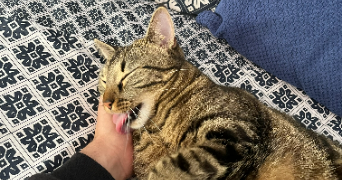 théo pet sitter à MARCQ EN BAROEUL 59700_1