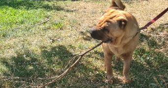 camille pet sitter à MONS EN BAROEUL 59370_2
