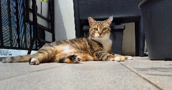 jean-benoit  pet sitter à CRETEIL 94000_0