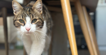 stéphanie pet sitter à CHENNEVIERES SUR MARNE 94430_1