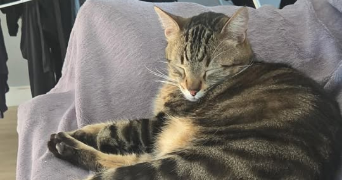 inès pet sitter à AVIGNON 84000_1