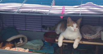delphine pet sitter à MARSEILLE 11 13011_7