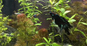 nausicaa pet sitter à CAEN 14000_3