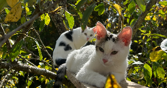 lucas pet sitter à CRY 89390_9