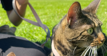 amelle pet sitter à BAGNEUX 92220_5