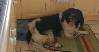 lisa pet sitter à ST HERBLAIN 44800_3