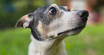 guillaume pet sitter à CALUIRE ET CUIRE 69300_1