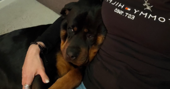 angélique  pet sitter à BOYNES 45300_9