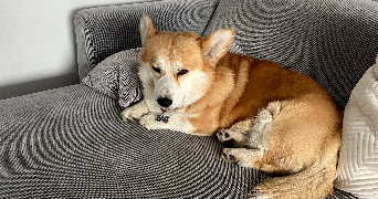 astride pet sitter à LUSSAT 63360_5