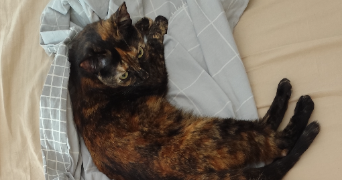 pellouard pet sitter à ARGENTEUIL 95100_1