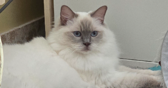 laure pet sitter à ENTRE VIGNES 34400_8