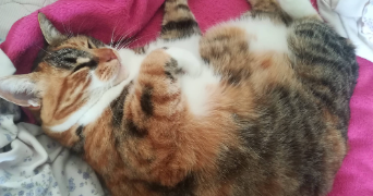 laurenzio pet sitter à NICE 06000_6