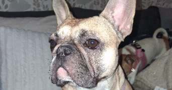 laura dog sitter à AGNEAUX 50180_4