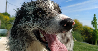 chloé pet sitter à Clermont-Ferrand 63000_2