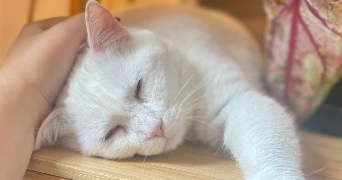 Sarah pet sitter à Épinay-sur-Seine 93800_7