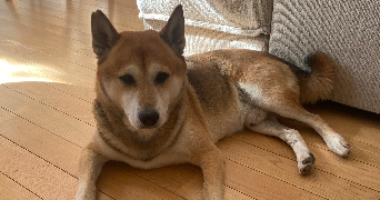 margot pet sitter à ARGENTEUIL 95100_3