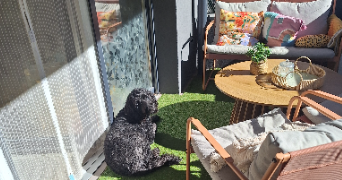 melanie pet sitter à ROQUEBRUNE CAP MARTIN 06190_8