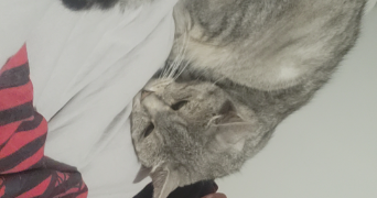 céline pet sitter à LES GRANGES LE ROI 91410_1