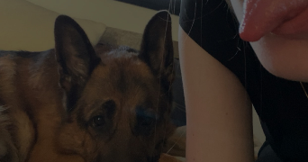 lou pet sitter à HOUPPEVILLE 76770_3