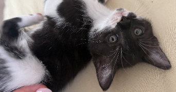 charlotte pet sitter à LA FERTE SOUS JOUARRE 77260_2