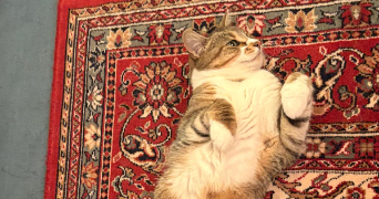 thibault pet sitter à BOULOGNE BILLANCOURT 92100_1