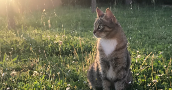 audrey pet sitter à PARIS 17 75017_2