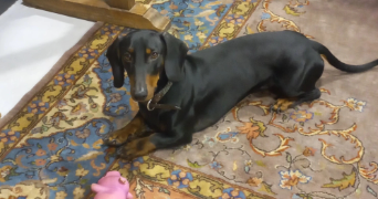 camille pet sitter à Saumur 49400_4