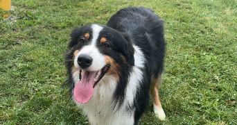alice pet sitter à ST JULIEN DE CONCELLES 44450_1