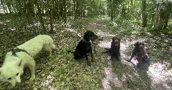 jerome dog sitter à ANTHY SUR LEMAN 74200_3