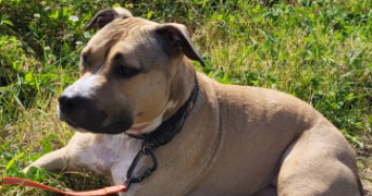 sandra pet sitter à BRINDAS 69126_3