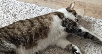 manon pet sitter à Maisons-Alfort 94700_4