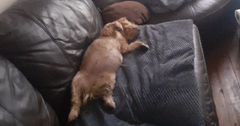 marina pet sitter à PARIS 17 75017_2