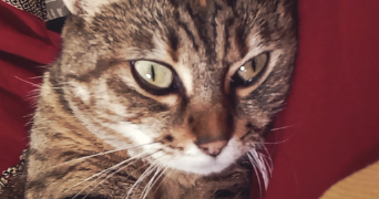 rodrianna pet sitter à BORDEAUX 33100_2