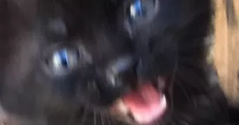 rémy pet sitter à CHATEL SUR MOSELLE 88330