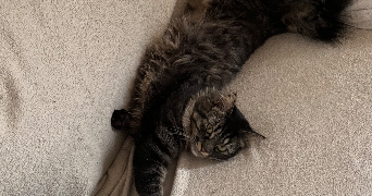 lucie pet sitter à BORDEAUX 33800_2