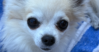 célia pet sitter à TOULOUSE 31400_6