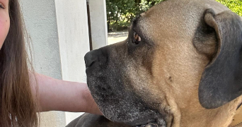 nolwenn pet sitter à AGEN 47000_3