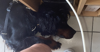 emma pet sitter à LYON 08 69008_1