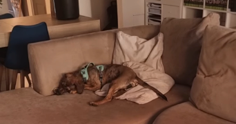 cassandre pet sitter à WAZIERS 59119_4
