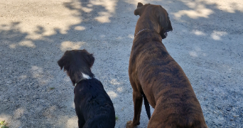 margaux pet sitter à ARSAC 33460_3
