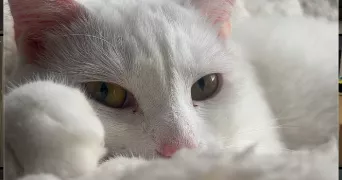 lydie cat sitter à BELFORT 90000