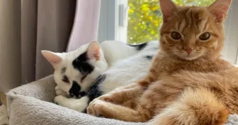 sandra pet sitter à La Queue-en-Brie 94510